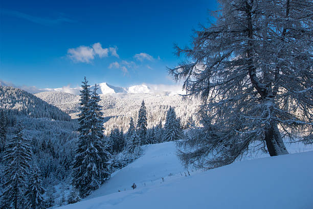 Majestic snow covered mountain peaks rising above a dense evergreen forest in a pristine winter landscape. Fresh snow, frosted trees, and clear blue sky create a peaceful and premium natural atmosphere. Ideal for travel and tourism advertising, winter vacation promotions, outdoor lifestyle concepts, Christmas campaigns, and seasonal background designs with copy space