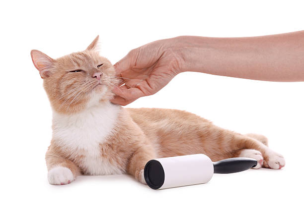 Woman stroking her cute cat and lint roller on white background, closeup