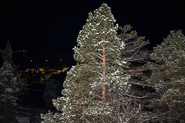winter trees covered with frost. Frosty Spruce Branches. Outdoor frost scene. Snow winter background. Nature landscape.
