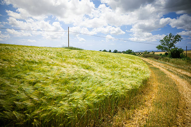 Wide rural landscape showing a golden wheat field moving in the wind beneath a blue sky with scattered clouds. Natural countryside scene representing agriculture, harvest season, sustainability, and open farmland.