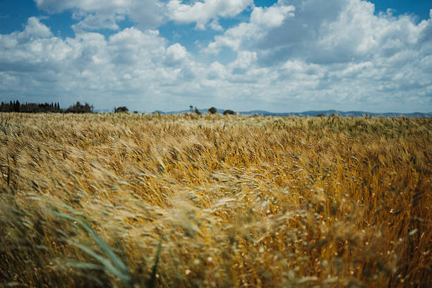Wide rural landscape showing a golden wheat field moving in the wind beneath a blue sky with scattered clouds. Natural countryside scene representing agriculture, harvest season, sustainability, and open farmland.
