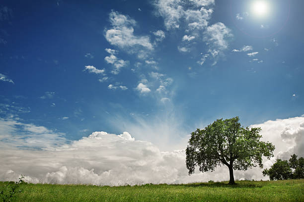 Wide landscape view of a single green tree standing in a grassy meadow beneath a bright blue sky with scattered clouds and sunlight. Minimal natural scene symbolizing tranquility, growth, nature, and environmental balance.
