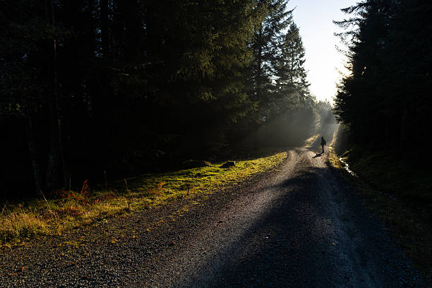 Silhouetted person walking alone along a gravel path through a dense forest at sunrise. Sun rays filter through tall evergreen trees, creating long shadows and a calm, moody atmosphere. Natural outdoor scene conveying solitude, reflection, and connection with nature.