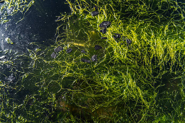 Tadpole on green leaf under water, close up.