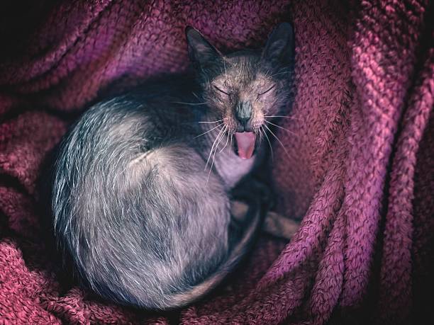 Funny werewolf cat chilling in bed and grimacing with tongue out. Horizontal image with soft focus.