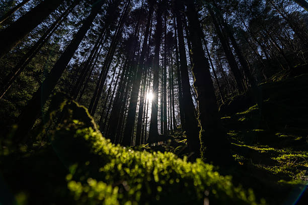 Sunlight streams through tall pine trees in a dense Norwegian forest, illuminating moss-covered ground and creating a calm, atmospheric woodland scene. Natural landscape in Norway representing tranquility, wilderness, and connection with nature.