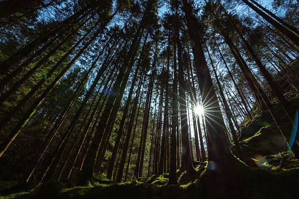 Sunlight streams through tall pine trees in a dense Norwegian forest, illuminating moss-covered ground and creating a calm, atmospheric woodland scene. Natural landscape in Norway representing tranquility, wilderness, and connection with nature.