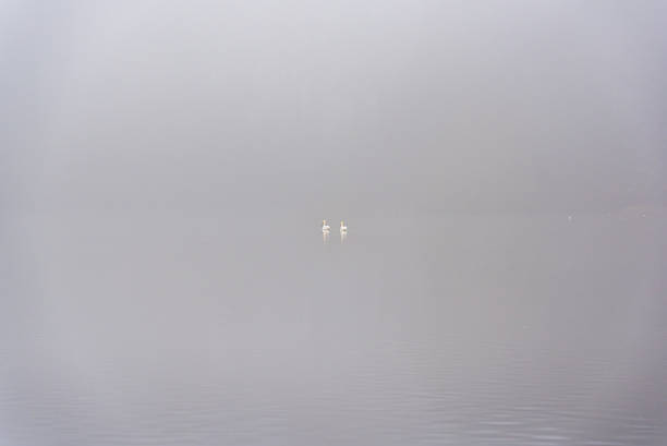 Two Distant Ducks Floating on a Still Lake Surrounded by Thick Morning Fog in a Minimal Calm Landscape