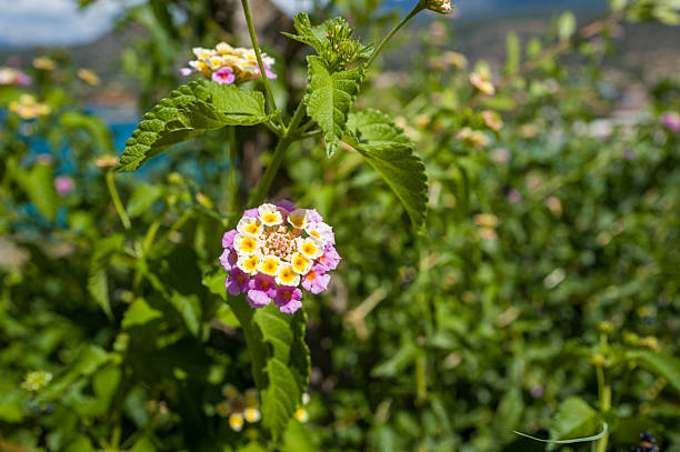 Close view of a vibrant lantana bloom with yellow and pink petals, surrounded by lush green foliage and softly blurred background under bright daylight. The image highlights natural textures and a fresh, sunny atmosphere.