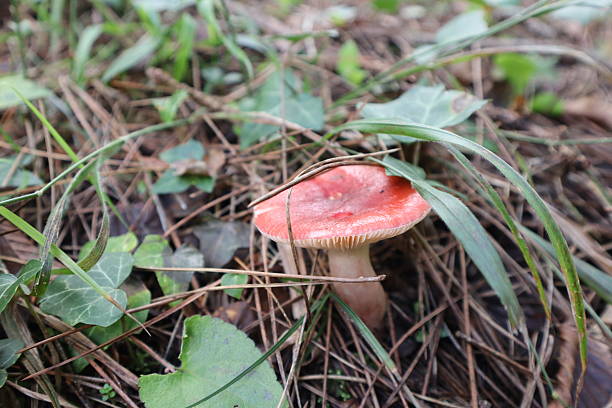 Istanbul, Turkey - November 13, 2025: Beautiful mushroom in the forest. Close up shot.