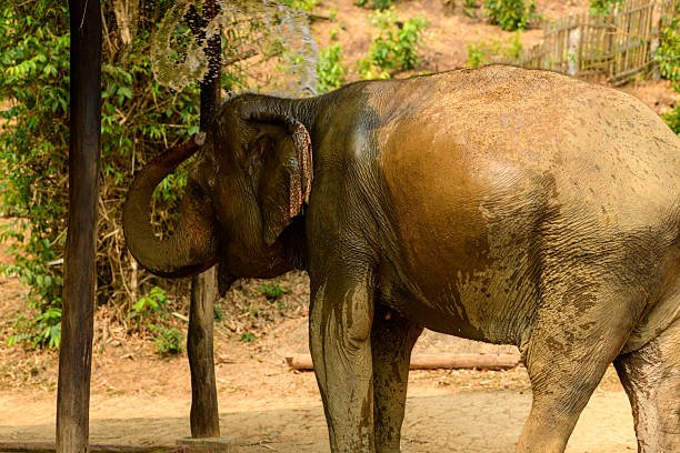 A Tusker at the Dubare Elephant Camp in Kushalnagar, Madikeri, Karnataka, India