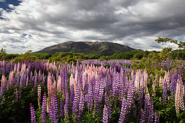 It is spring in New Zealand and wild lupines grow along the Ahuriri riverbed. The exact location is just north of the town of Omarama, a couple of hundred meters from where the main highway crosses the Ahuriri river