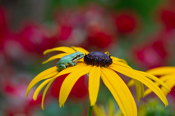 Foreground in Focus