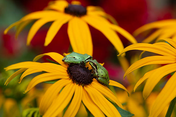 Two tiny Pacific chorus frogs sit atop a rudbeckia with blurred red roses in the background