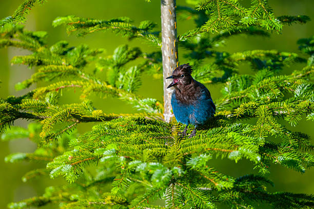 Steller's jay (Cyanocitta stelleri) perching and calling in a conifer tree in summer, Vancouver Island, British Columbia, Canada.