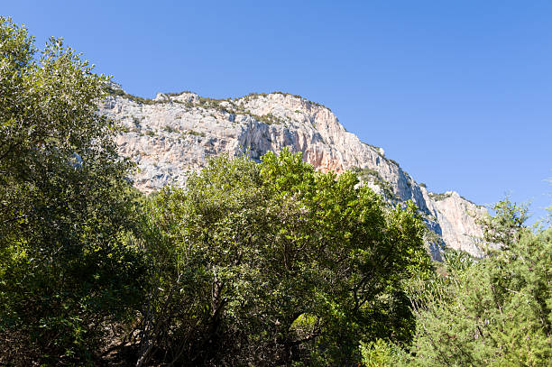 A dramatic limestone cliff towers over dense green Mediterranean vegetation under a clear blue sky near Baunei, Sardinia. Sunlight highlights the rugged rock face and vibrant foliage, creating a striking natural scene.