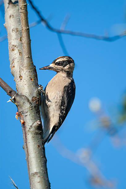 Juvenile hairy woodpecker (Leuconotopicus villosus) on a tree against a blue sky in summer, Vancouver Island, British Columbia, Canada.