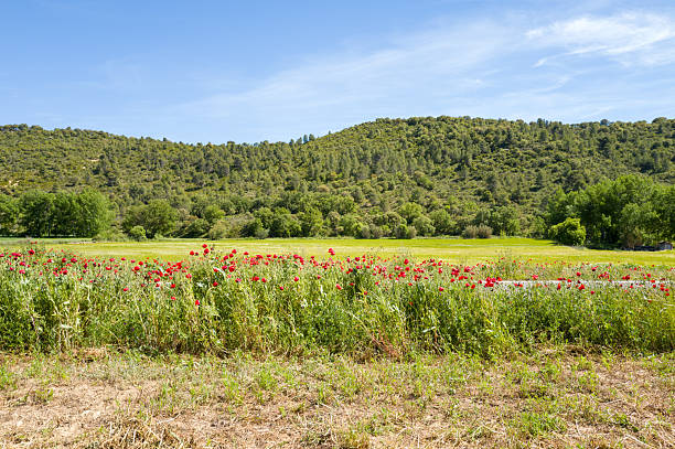 A vibrant strip of red poppy flowers borders a lush green field with tree-covered hills rising in the background under a bright blue sky near Ardisa, Spain. Sunlight enhances the fresh, natural textures of the rural landscape.