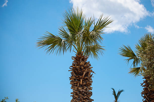 Tall, vibrant palm trees reaching towards a clear blue sunny sky