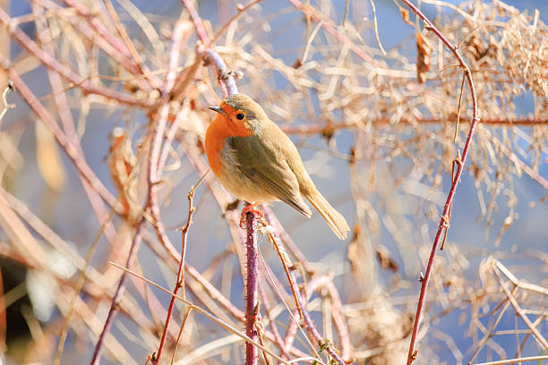 Photograph taken at 12:26pm on Monday 3rd March 2025 at an altitude of Forty seven metres in the Grounds of Warnham Nature Reserve in Horsham, West Sussex.  Here we see a Robin. The European robin, also known as Erithacus rubecula, is a small insectivorous passerine bird that belongs to the chat subfamily of the Old World flycatcher family.