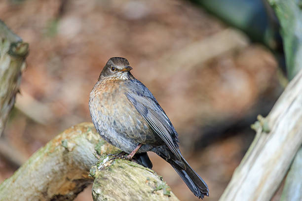 Mistle Thrush, Turdus viscivorus, sitting on the branch