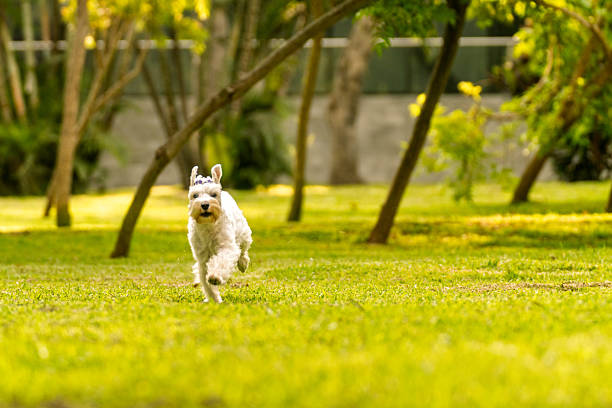 White miniature schnauzer dog joyfully running on green grass in a park, enjoying playful outdoor activity