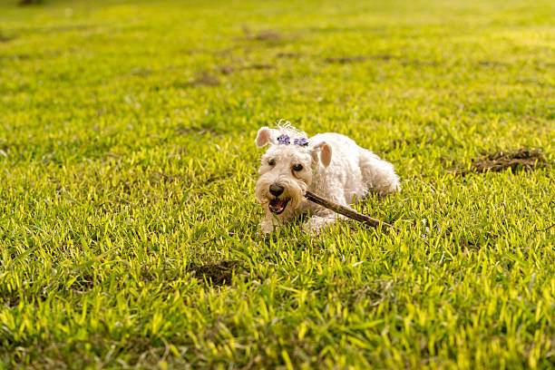 Adorable miniature schnauzer dog fetching a stick in green grass field, enjoying an active outdoor adventure on a sunny day