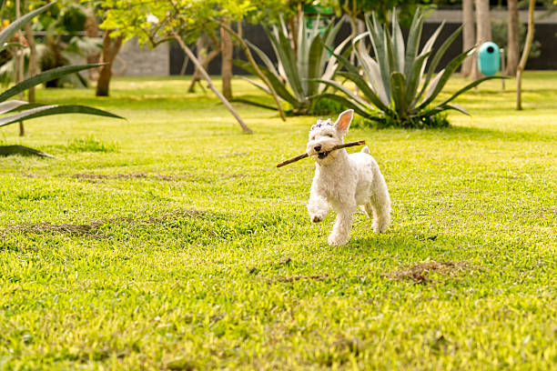 White dog running freely across a lush green park, carrying a stick in its mouth and enjoying outdoor play