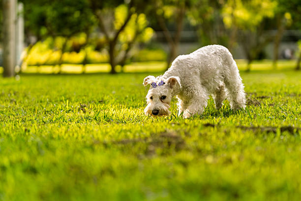 Adorable white schnauzer type dog investigating a park lawn, enjoying the outdoors and nature on a sunny day