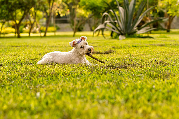 Small white terrier dog lying on lush green grass, holding a wooden stick in its mouth, enjoying outdoor playtime