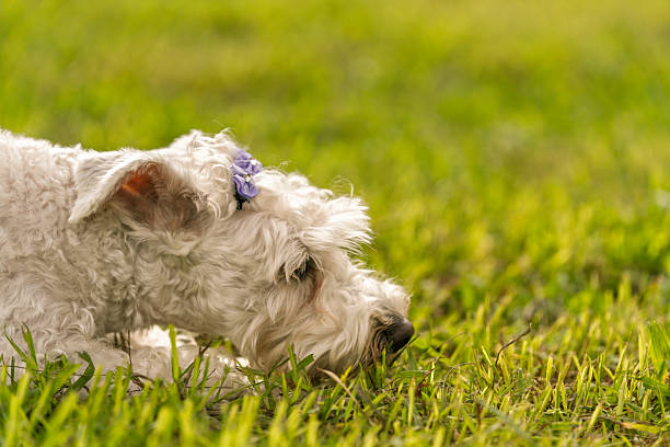 White miniature schnauzer dog wearing a purple bow, sniffing and exploring fresh green grass in a park. Pet enjoying outdoor time