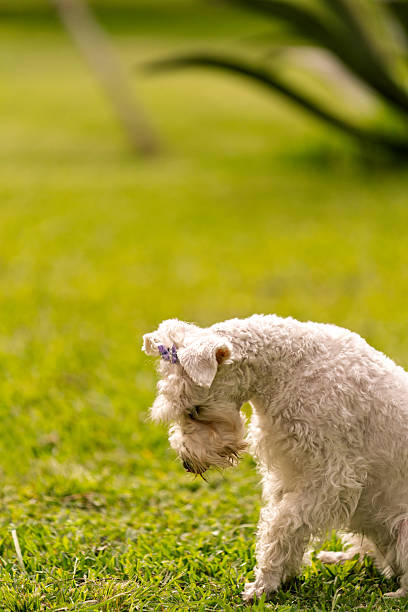Cute white schnauzer dog with a purple ribbon sitting on vibrant green grass in a sunny park looking down