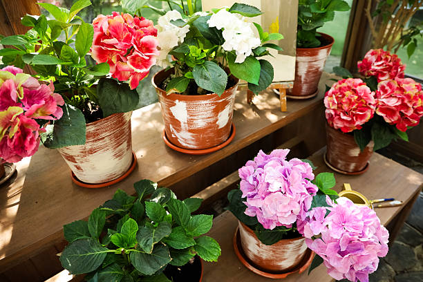 Several potted hydrangea flowers are placed on a wooden table. The pots contain a mix of vibrant blooms including pink white and purple flowers. Sunlight shines on the flowers creating a bright scene.