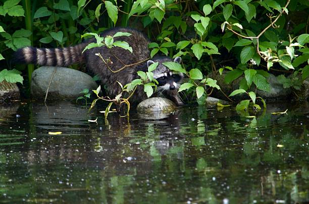 An adult raccoon, partially hidden by vegetation, walks along the shore of a pond in Vancouver, Canada. It's reflection and the reflection of the greenery are seen in the murky water below.