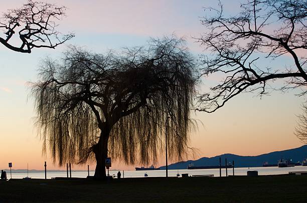 A Weeping Willow is seen in silhouette as the sun sets and lights up the sky in orange and pink.  The sunset shows the ocean and makes the people on the beach appear in silhouette