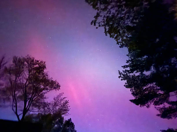 EX low angle Aurora Borealis (or Northern Lights) with starts and tree tops in silhouette