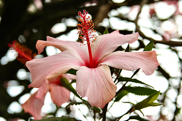 CU pink hibiscus flower in full bloom