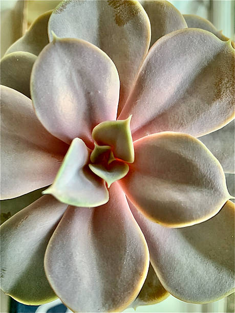 EXCU ex high angle Rainbow (Echeveria ) succulent plant leaves