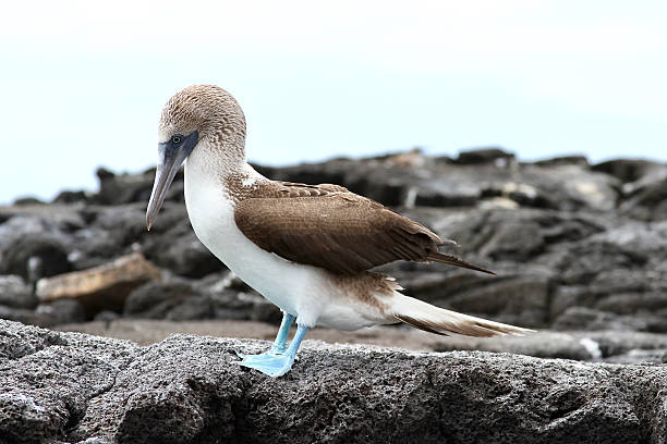 MCU Blue-footed booby perched on a volcanic rock in Galapagos National Park, Ecuador