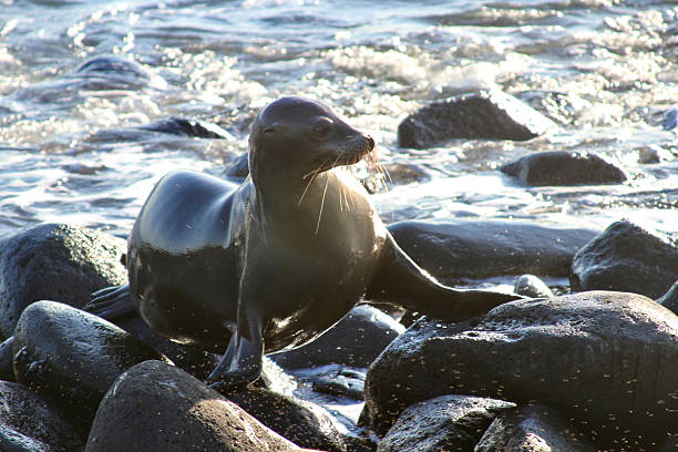 MCU Galapagos sea lion perched on sunny, rocky shore