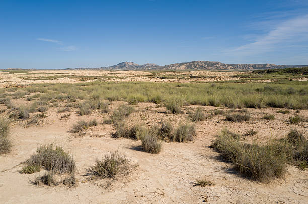 Scattered tufts of dry grass grow across cracked, arid soil under a vivid blue sky in the Bardenas Reales, Spain. Distant rugged hills frame the expansive semi-desert landscape, evoking resilience and isolation.