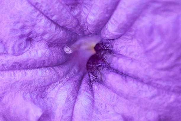 Pansy (Viola x Wittrockiana) is a large-flowered hybrid plant, cultivated as a garden flower.