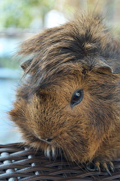 A close up shot of a large guinea pig with a brown and black mixed fur mohawk piled on its head.  The rodent is sitting on a  wicker woven surface and its long, sharp claws are visible on both front paws.  Only one oval shaped black eye is visible.