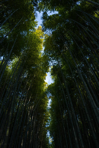Tall bamboo stalks form a dramatic corridor with deep shadows below and golden sunlight illuminating the upper leaves in Arashiyama Bamboo Forest, Kyoto. The view emphasizes vertical lines and a tranquil, immersive atmosphere.