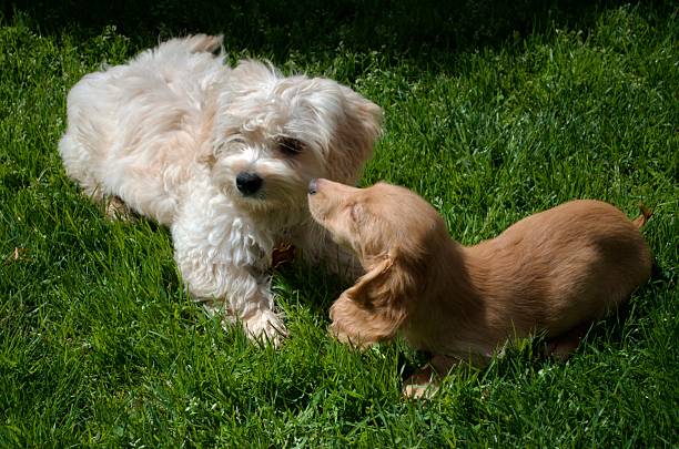 A Maltese mix breed puppy is fluffy and white.  The other puppy is a golden coloured Dachshund with long floppy ears.  She is smaller than the white dog.  She appears to be kissing the larger pup on the cheek.  The are laying on the grass together.  The scene shows friendship, cuddles, cuteness and loyalty.