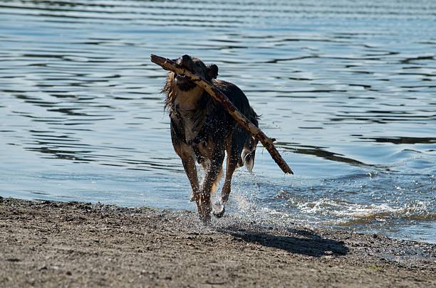 Coming out of the blue lake, a medium sized dog playfully bounds towards the sand.  A long, wooden stick is in its teeth.  The  dog may be a Shepherd mix with long, brown fur.  The water behind the dog is blue and rippling.  The sand in front is brown with tiny pebbles
