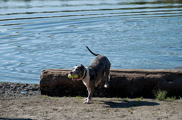 Sunset image of a dog after jumping off a dock trying to catch a toy