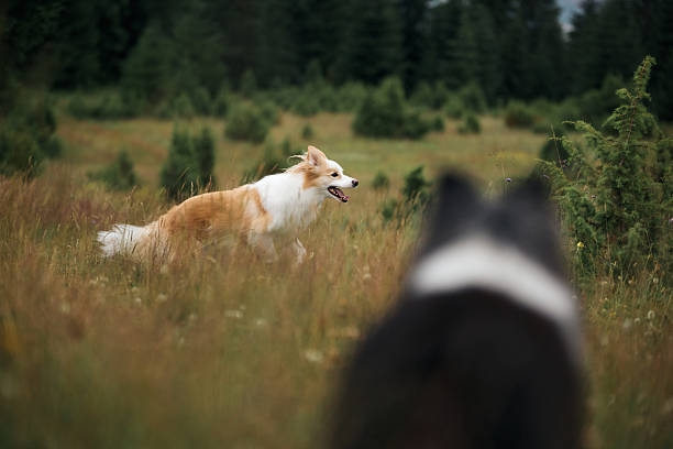 Sheep dog working with goose.