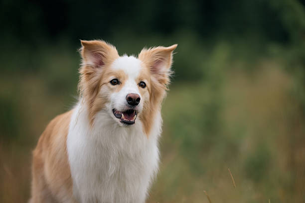 A cream-colored Border Collie stands facing the camera with a happy expression. The dark green forest background gives contrast to the dog's light fur.