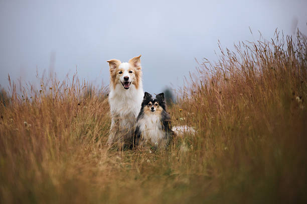 Border Collie in golden wood